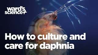 Caring and Culturing for Daphnia [upl. by Grevera]