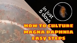 How to Culture Magna Daphnia Easily [upl. by Lacombe]