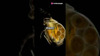 How to culture Daphnia for your Aquarium [upl. by Fredric]