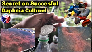 How to Culture Daphnia Successfully [upl. by Naginarb356]