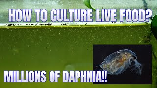 How to Culture Daphnia Secret Method to Breed MILLIONS  Simply Aquatic [upl. by Silin]