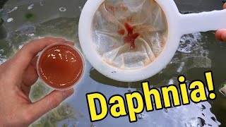 How I Culture Daphnia In Outdoor Tubs [upl. by Acire]