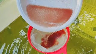 How to culture daphnia  Daphnia culture  How to grow daphnia outdoor [upl. by Avek746]