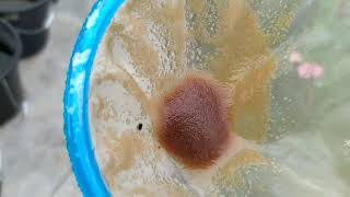 How to culture daphnia moina in a small container Part 1 English Subtitle [upl. by Esinahs]