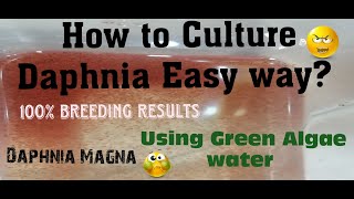 Daphnia MagnaHow to Culture Daphnia Easy wayCulturing Daphnia using Green water Daphnia [upl. by Yennej]