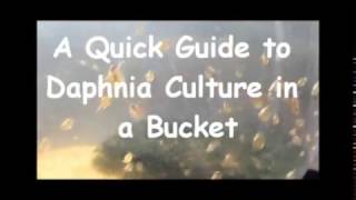 How to culture daphnia outside [upl. by Chapell]