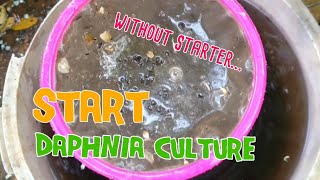 How to culture daphnia moina the easy way 1  Starting the Daphnia culture [upl. by Oesile]