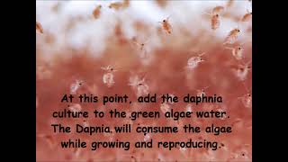 Daphnia  How to grow daphnia in your home [upl. by Allehc760]