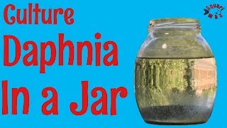 How to Culture Daphnia in a Jar [upl. by Russom]