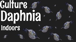 How to Culture Daphnia [upl. by Aekal]