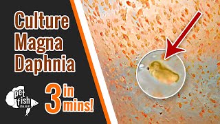 How to culture DAPHNIA MAGNA  The easy way [upl. by Akerahs796]