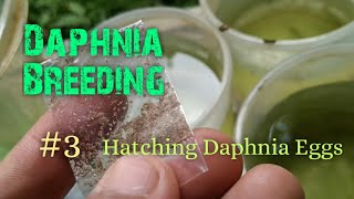 Daphnia Culture made simple and easy 3  Hatching Daphnia eggs [upl. by Bergmann827]