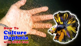 How to Culture Daphnia with ZERO Cost  Unlimited Live Food For Our Fish [upl. by Castera633]