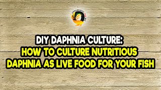 DIY Daphnia Culture How to Culture Nutritious Daphnia as Live Food for Your Fish [upl. by Aisauqal]