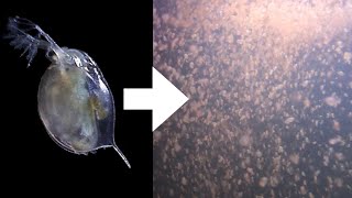 How I Culture Daphnia [upl. by Hurleigh]