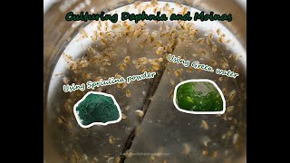 How To Culture Daphnia and Moinas using Green Water Spirulina powder [upl. by Ayhdiv]