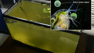 Raising Daphnia for the Freshwater Aquarium [upl. by Nailliw]