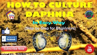 HOW TO CULTURE DAPHNIA In Easy Way [upl. by Cheffetz59]